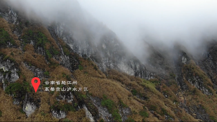 《追怒江金絲猴的人》