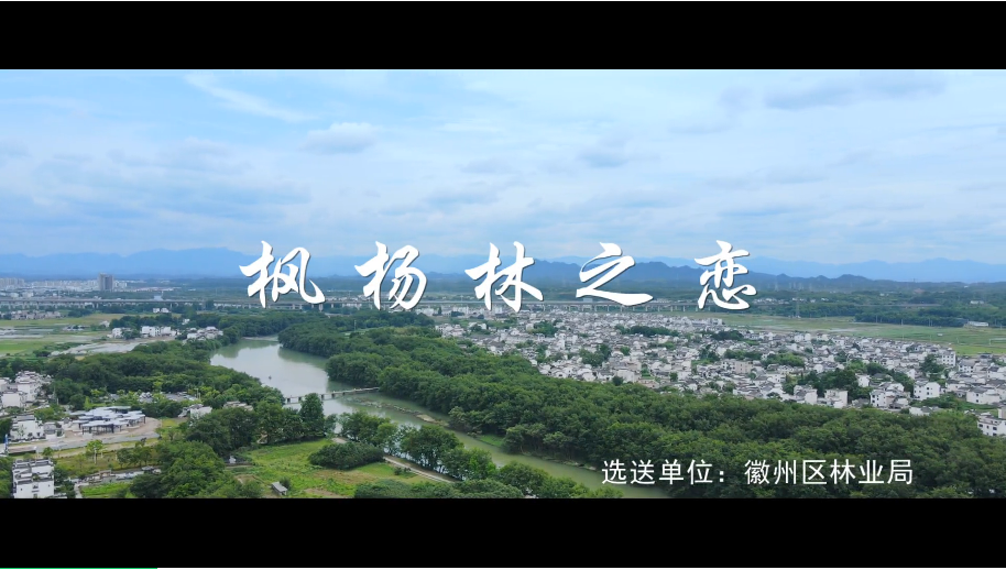 《楓楊林之戀》