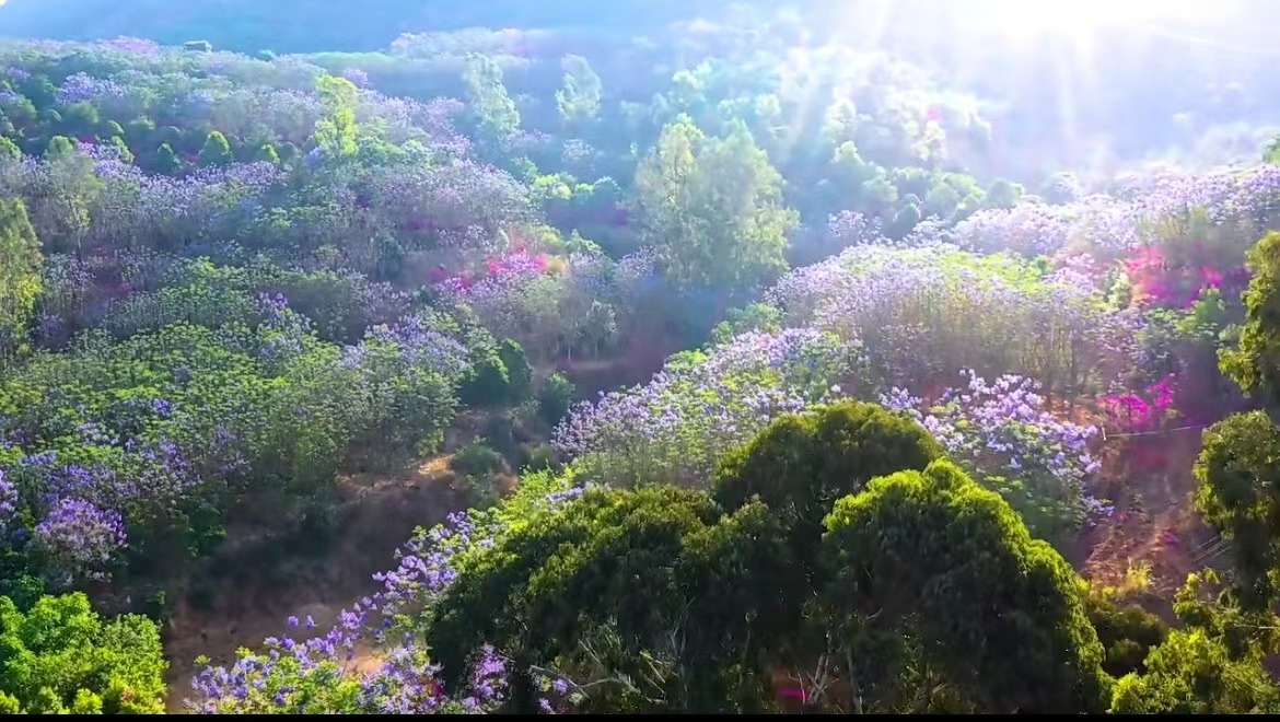 《荒山治理艱辛路 陡坡綠化不言苦》