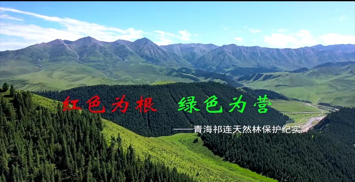 《紅色為根，綠色為營》